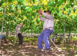 果樹栽培グッズ一覧